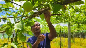 কলারোয়ায় পুষ্টিসমৃদ্ধ বিদেশি ফল প্যাশন ফ্রুট চাষে সাফল্য