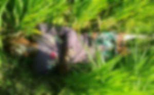 নিখোঁজের চার দিন পর ধানক্ষেতে মিলল মনোরঞ্জনের মরদেহ
